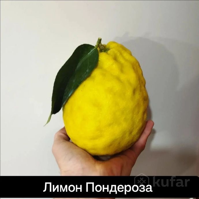 фото саженцы лимона пандероза.  1
