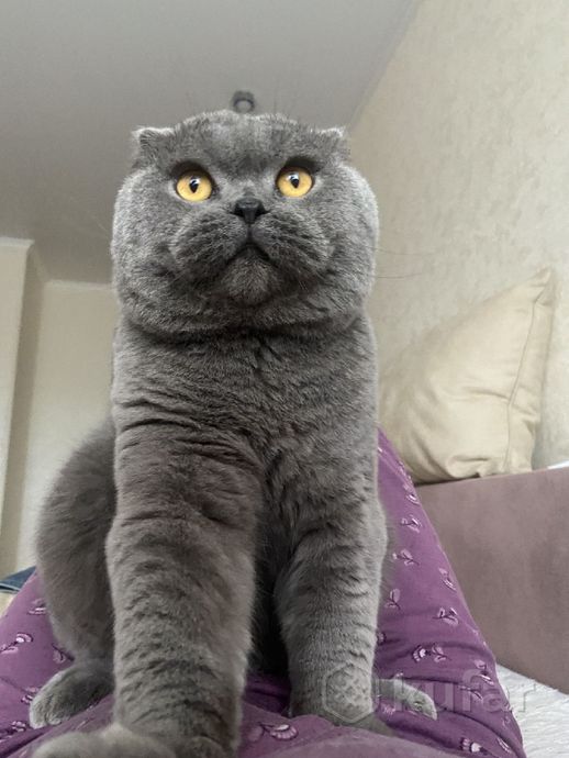 фото шотландский плюшевый кот скоттиш фолд  2