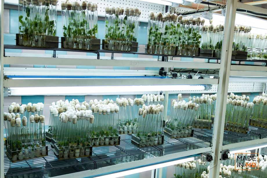 фото лаборатория клонирования растений (in vitro) 4
