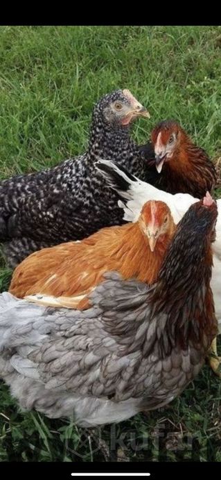 фото куры несушки, цыплята, утята в лепеле 1 июня  2