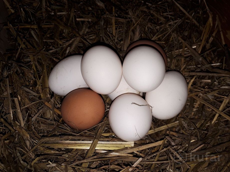 фото яйца домашние куриные. 0