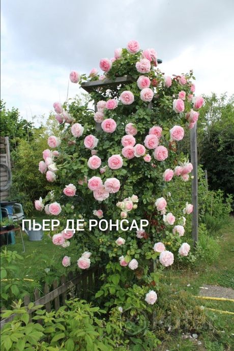 фото саженцы роз  больше 200 сортов  1