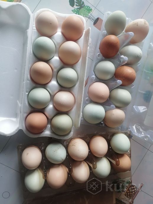 фото домашнее куриное яйцо 0