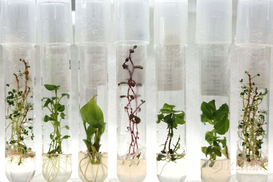 фото лаборатория клонирования растений (in vitro) 3
