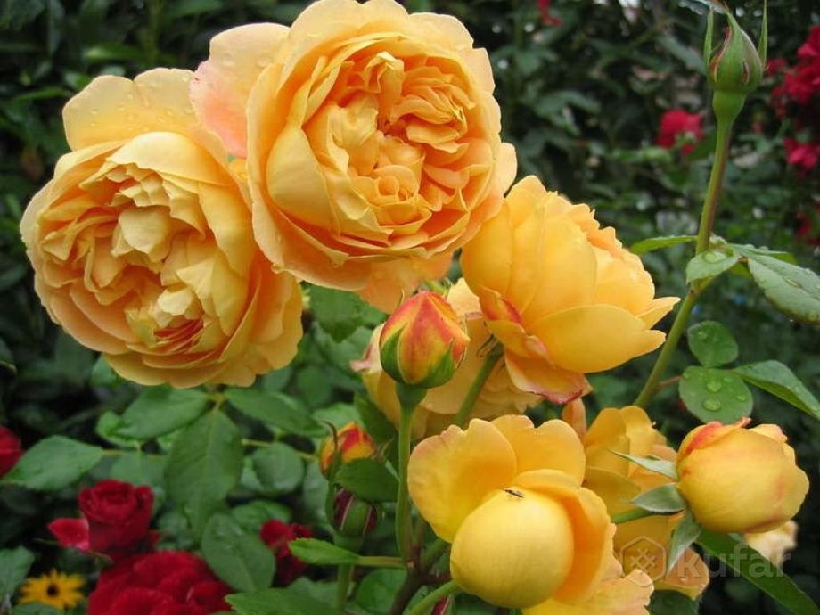 фото английские розы и др. каталог более 200 сортов 3