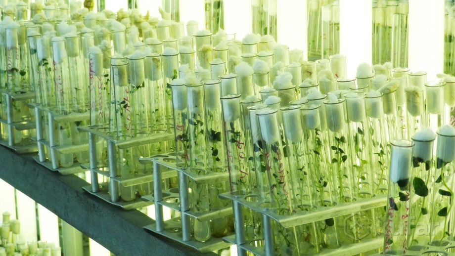 фото лаборатория клонирования растений (in vitro) 2