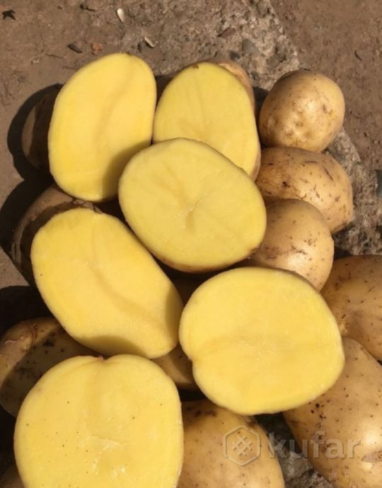 фото вкусный домашний картофель с бесплатной доставкой сорт ''сатина'' 0