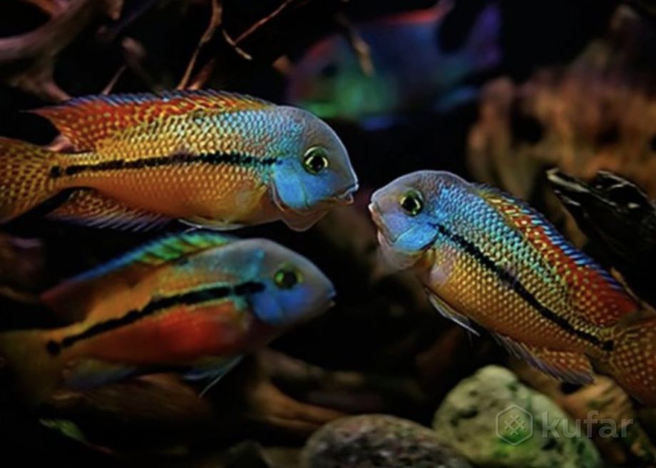 фото алунакара бенши и  более 100 видов аквариумной рыбки в описании  5