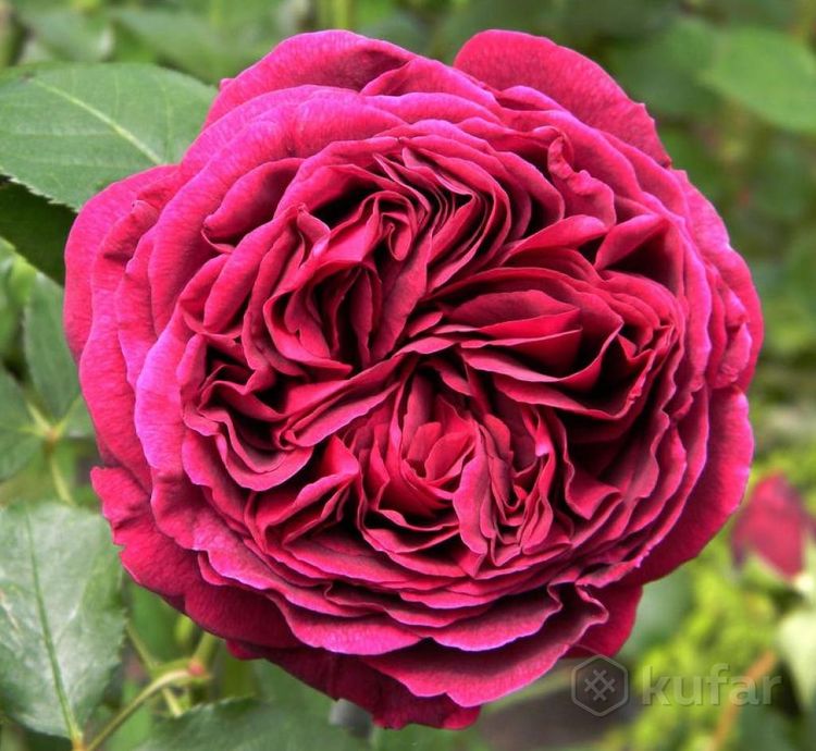 фото английские розы и др. каталог более 200 сортов 5