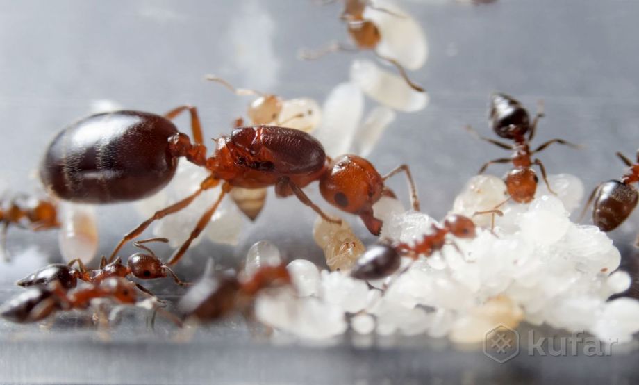 фото экзотические муравьи crematogaster schmidti 2