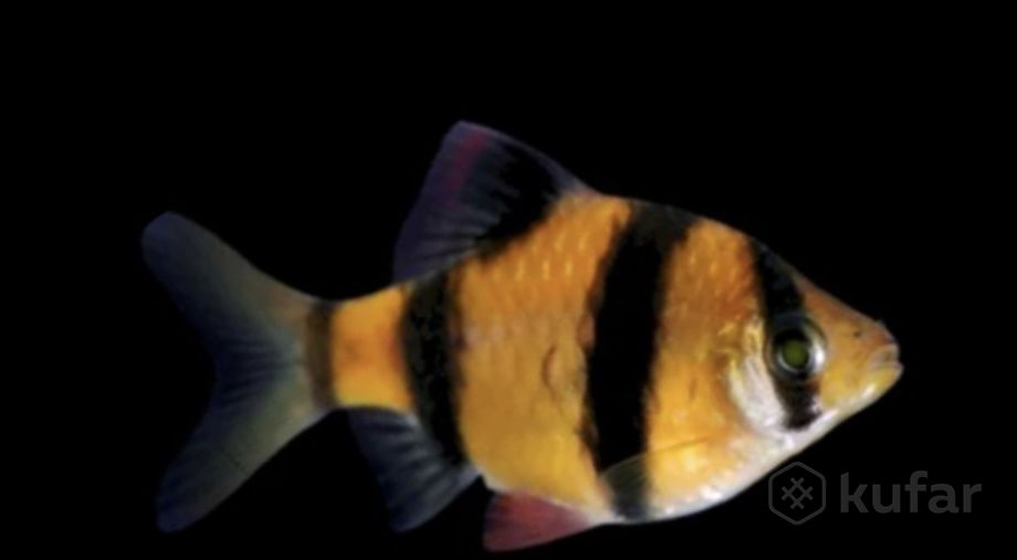 фото барбус фиолет, желтый , новинка и более 100 видов аквариум. рыбки в зоо шиншилленок  1
