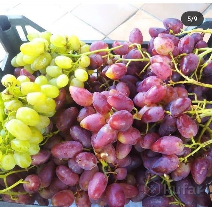 фото виноград саженцы  1