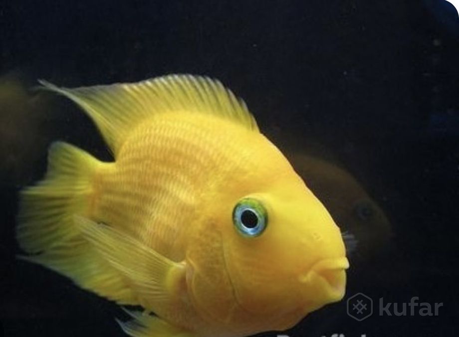 фото рыбка в описании в зоо магазине шиншилленок  10