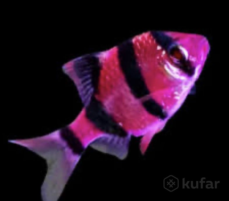 фото барбус фиолет, желтый , новинка и более 100 видов аквариум. рыбки в зоо шиншилленок  0