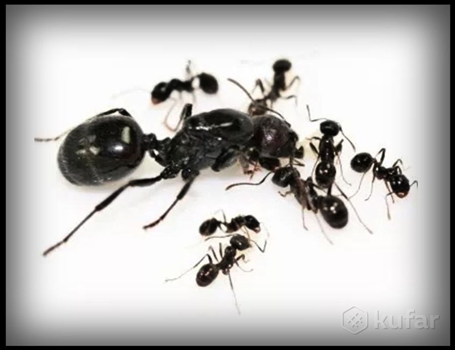 фото колония муравьёв-жнецов (messor structor) 1