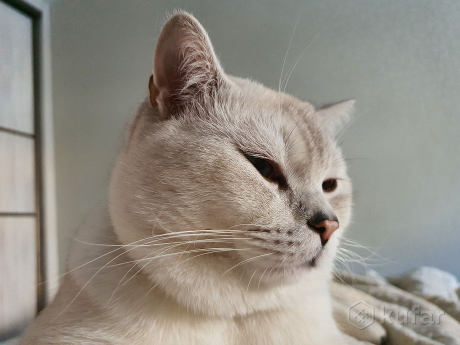 фото вязка кот макс шиншила шотландец страйт белый 0