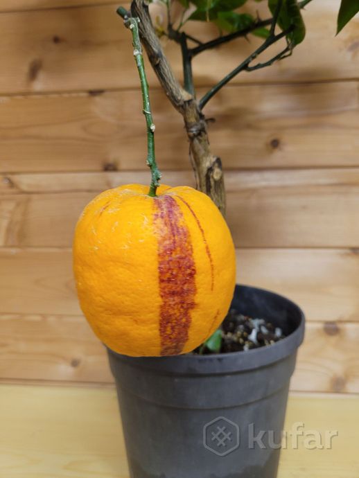 фото цитрус лимон-апельсин аркобал  0