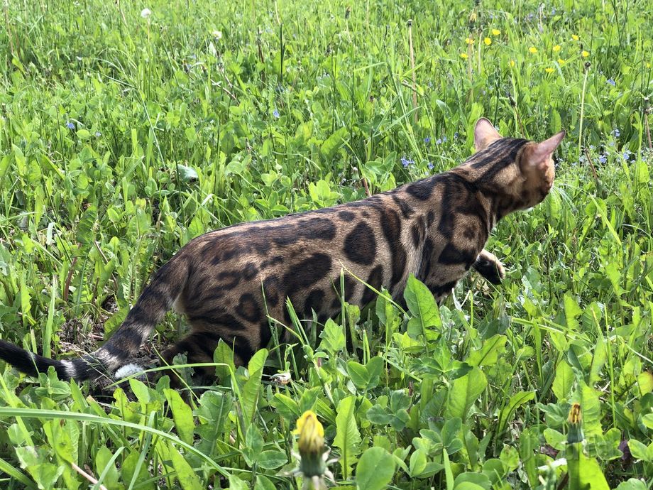 фото вязка бенгальский кот ждёт подружку 3