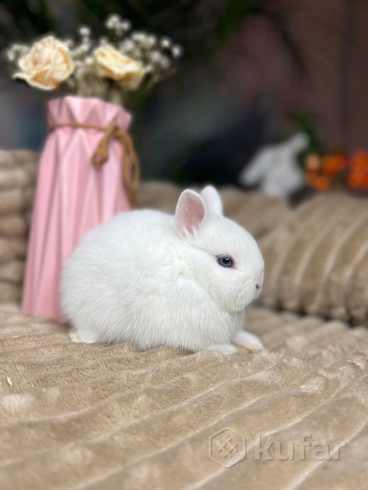 фото карликовый кролик. выбор окрасов. все кролики прив 1