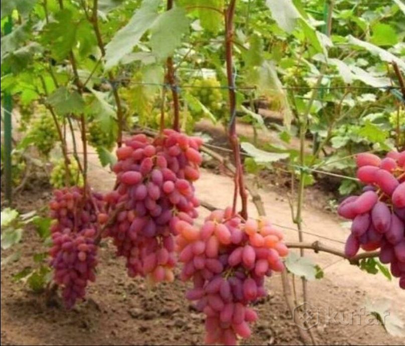 фото виноград саженцы разные сорта 3