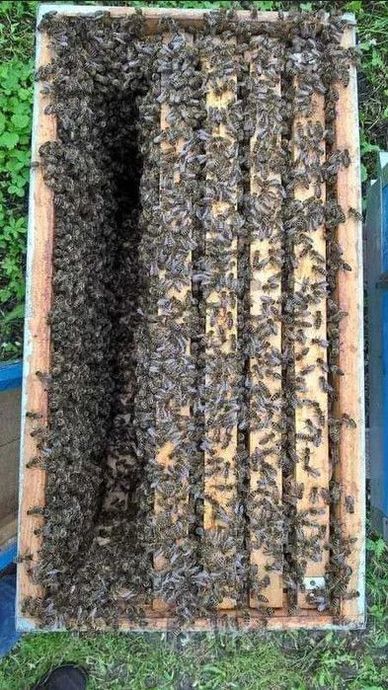 фото пчелосемьи и пчелопакеты бакфаст. 4