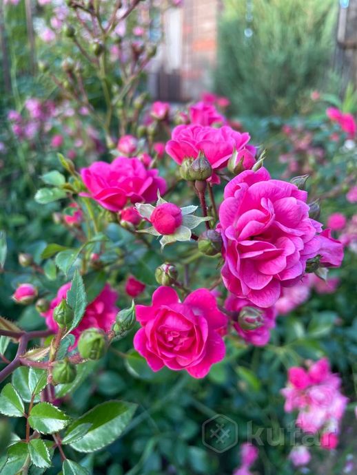 фото саженцы неприхотливой и красивой розы в наличии 0