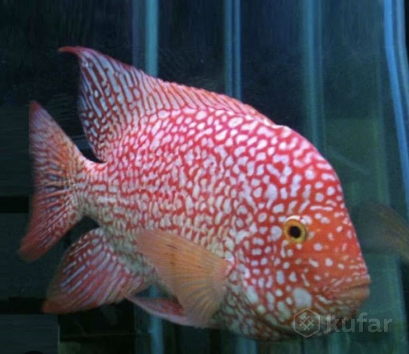 фото алунакара бенши и  более 100 видов аквариумной рыбки в описании  3