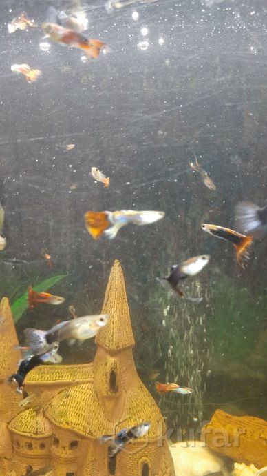 фото аквариумные рыбки 0