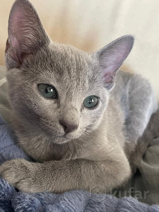фото котята породы русская-голубая 1