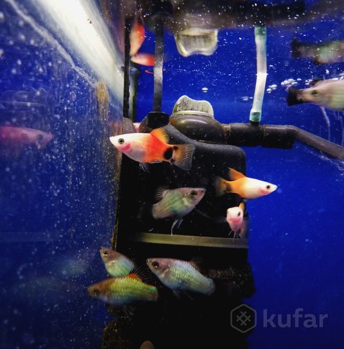 фото рыбки. ''аквариум''. 5