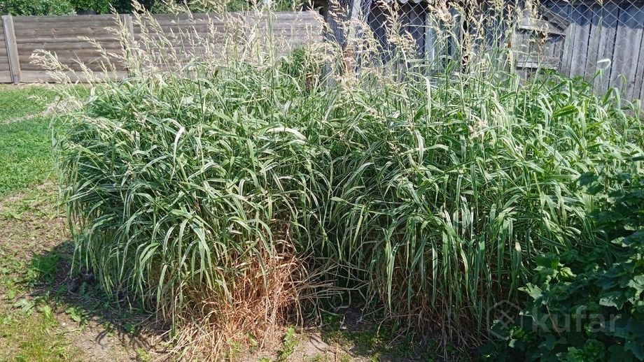 фото ''чудо-трава''-зелёный корм всем питомцам и др-е 0