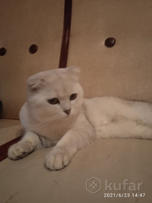 фото вязка кот макс шиншила шотландец страйт белый 3