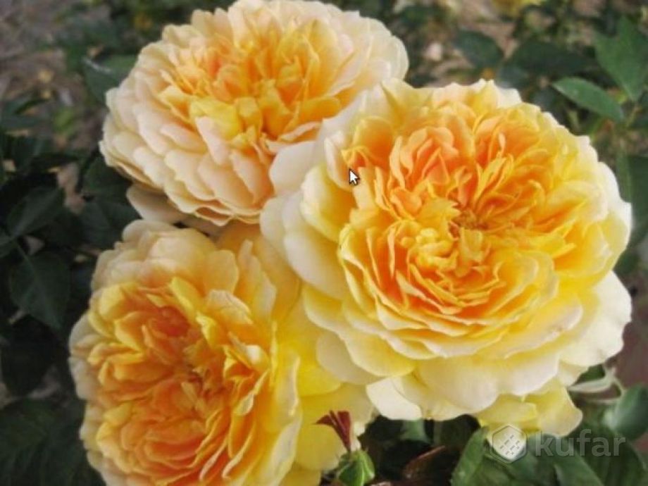 фото английские розы и др. каталог более 200 сортов 7