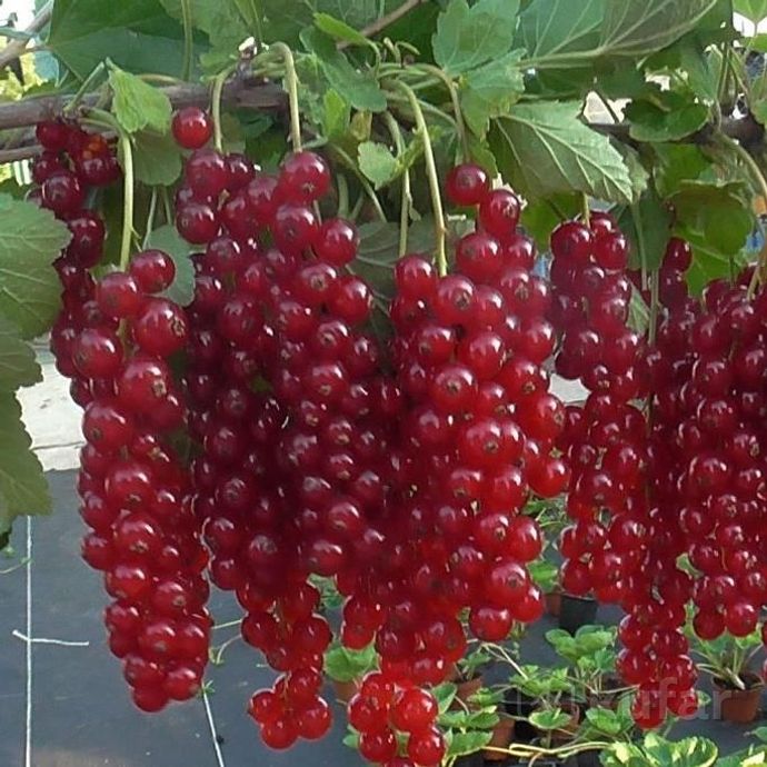 фото сливы, айва, алыча,виноград,красная смородина  8