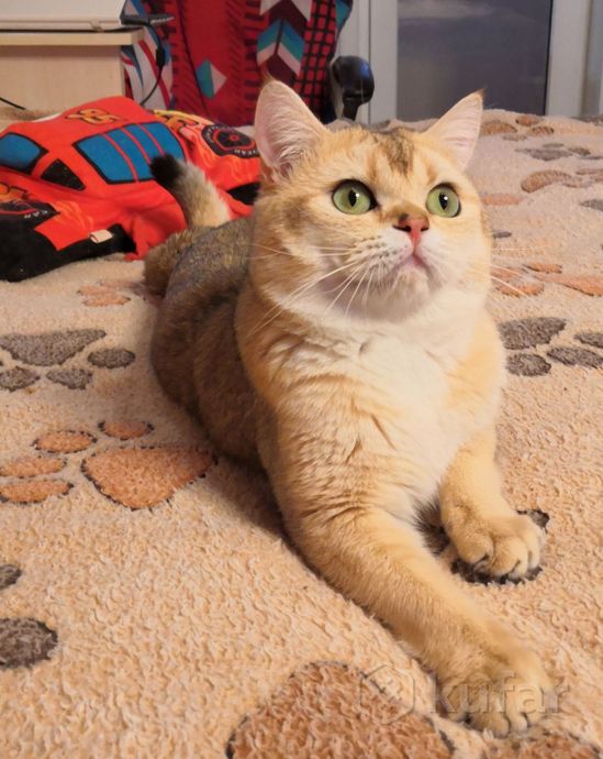 фото яркий золотой шотландский котик. вязка. 1
