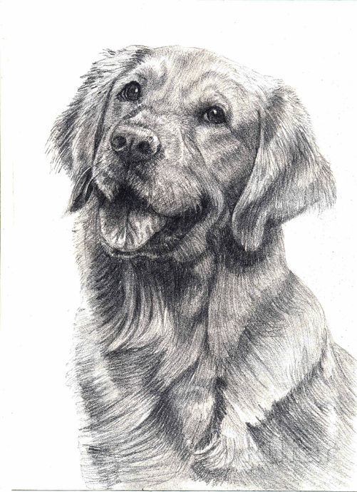 фото портрет собаки, питомца по фото простым карандашом 2