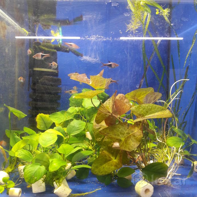 фото аквариумные растения.''аквариум'' 12