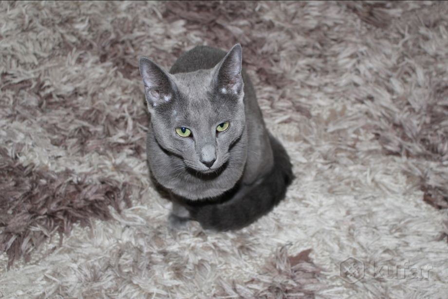 фото русский голубой кот вязка 1