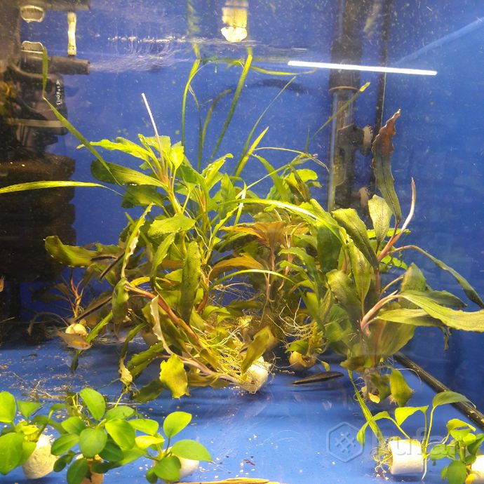 фото аквариумные растения.''аквариум'' 10