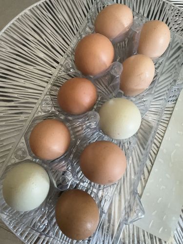 Яйца домашние деревенские