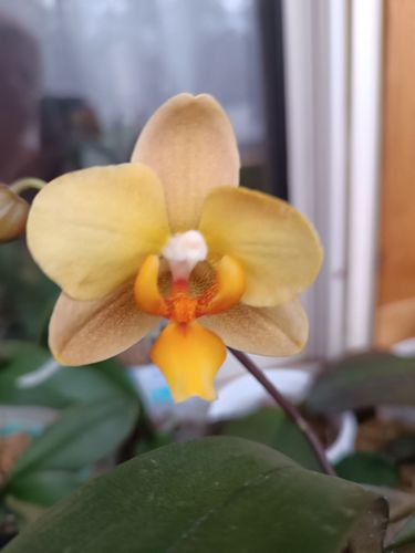 орхидея азиат