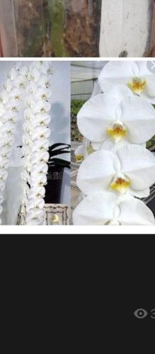 Орхидея Сого юкидан