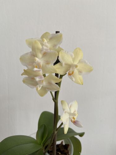 Орхидея sunshine