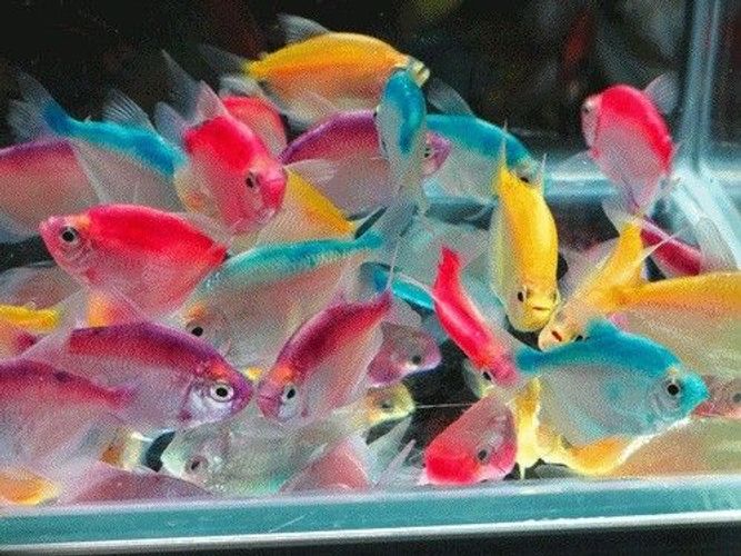 Разные цветные рыбки