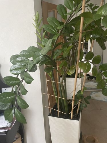 Растение для дома и офиса Юкка ,замиокул