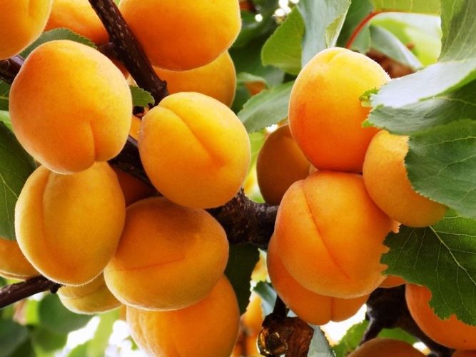 Саженцы персика и абрикоса  Питомник Elitsad