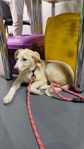 Фанта - прекрасный щенок 3 месяца