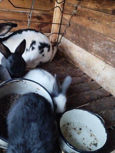 Кролики породы Строкачи и Бараны