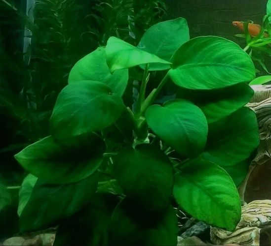 Анубиас аквариумное медленнорастущее растение