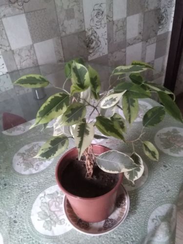 Комнатное растение фикус беджамина